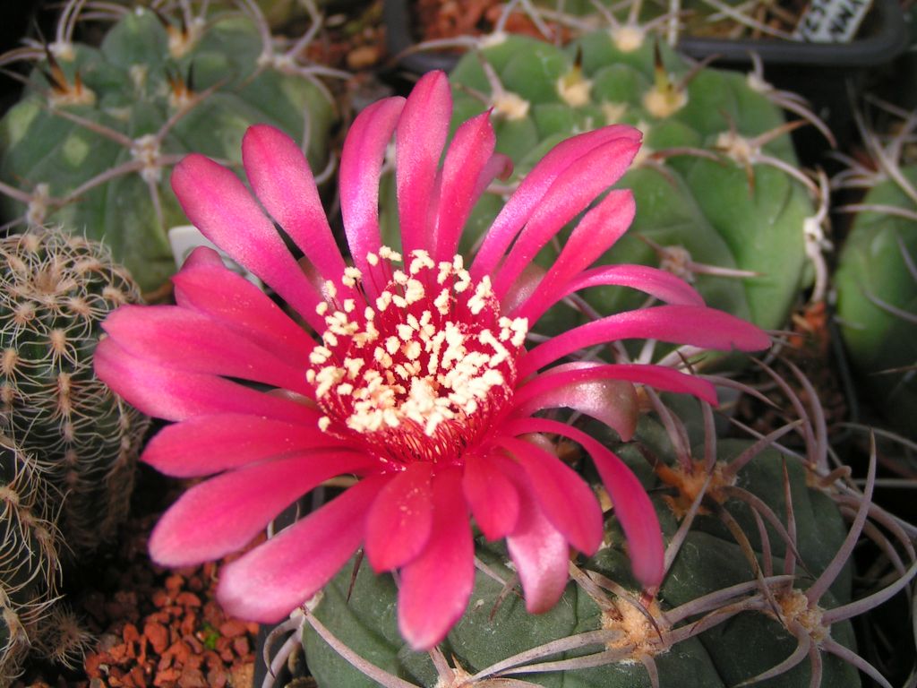 Gymnocalycium carminanthum